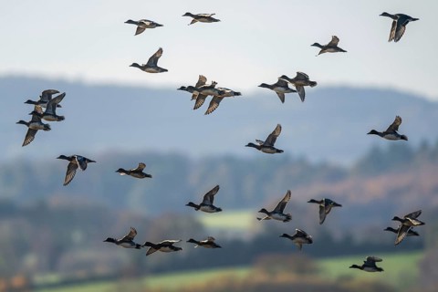 Eurasian Wigeon (Mareca penelope), birds in flight over Marshes at winter time