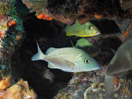 White grunt (Haemulon plumierii), dive site John Pennekamp Coral Reef State Park, Key Largo,