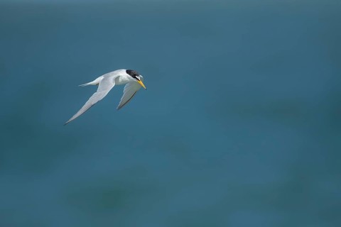 Little tern (Sternula albifrons) adult bird in flight, Suffolk, England, United Kingdom, Europe