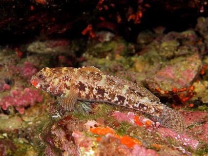 Redmouth goby (Gobius cruentatus), dive site Cap de Creus Marine Protected Area, Rosas, Costa