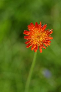 Fox-and-cubs (Hieracium aurantiacum), flower on a rough meadow, Wilnsdorf, North Rhine-Westphalia,