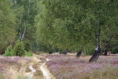 Heath landscape, typical vegetation, carriage and hiking trail leads through the flowering common