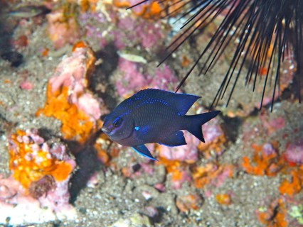 Neon damselfish (Abudefduf luridus), damselfish, dive site Sardinia del Norte, Gran Canaria, Spain,