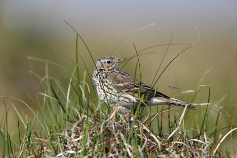 Raps (Anthus pratensis), in breeding territory, animal in dune vegetation, Lower Saxony Wadden Sea