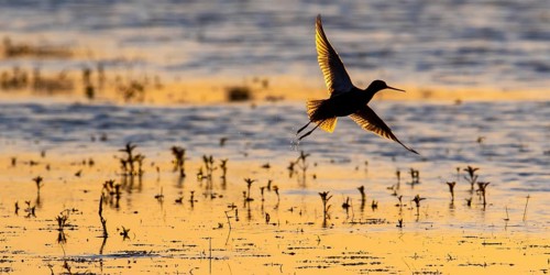 Common redshank (Tringa totanus), adult, flying up, backlight, shallow water, Dümmerniederung,