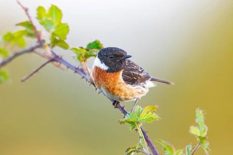 European stonechat (Saxicola rubicola), adult, male, sitting on blackberry (Rubus) bramble,