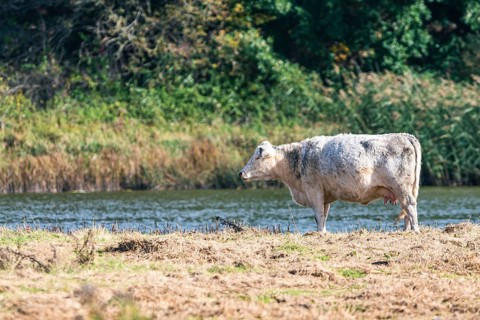 Bulls and Cows on Devon Meadows and Marshlands from a drone, English Village, England, United