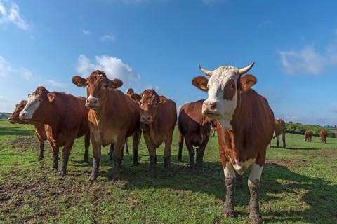 Buntscheck cows on pasture, Franconia, Bavaria, Germany, Europe