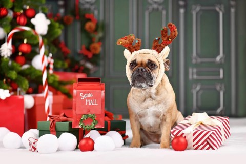 Christmas reindeer dog. French Bulldog with costume headband with antlers sitting next to Christmas
