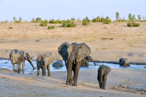 Elephants (Loxodonta africana) bathing, near Somalisa Camp, Hwange National Park, Matabeleland