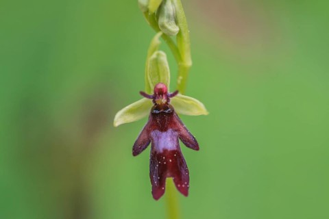 Fly orchid (Ophrys insectifera), Kalkalpen National Park, Upper Austria, Austria, Europe