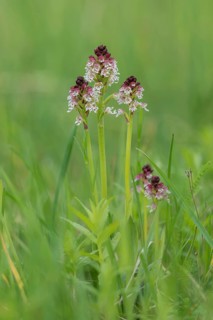 Burnt-tip orchid (Orchis ustulata), Burgenland, Austria, Europe