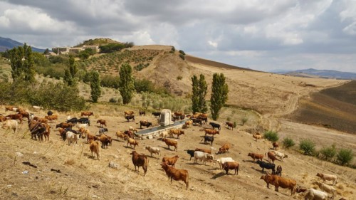 Herd of cows at watering place, Dry hilly landscape, Harvested fields, Trees, Cloudy sky, Madonie