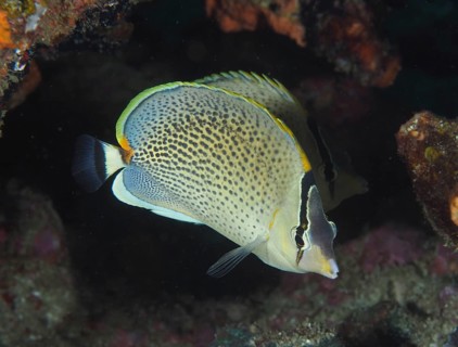 Gorgeous gussy (Chaetodon guttatissimus), dive site Sodwana Bay National Park, Maputaland Marine