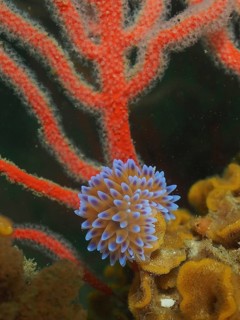 Silver-tipped nudibranch (Janolus capensis) on Palmate sea fans (Leptogorgia), dive site False Bay,