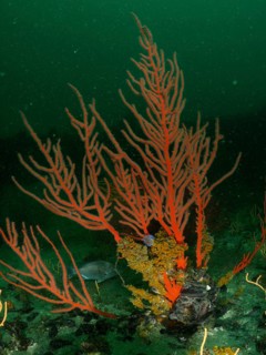 Palmate sea fan (Leptogorgia), dive site False Bay, Cape of Good Hope, Cape Town, South Africa,