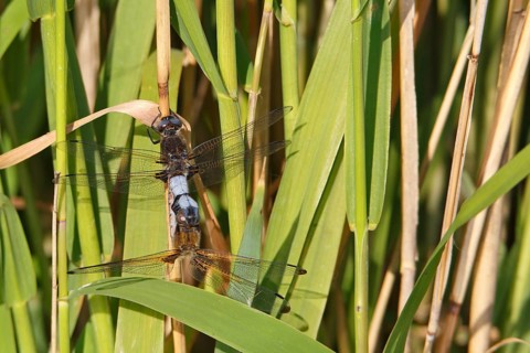 Lesser blue arrow (Orthetrum coerulescens), two animals mating on a reed stalk, copula, Peene