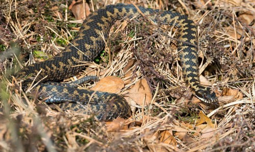 Wild common european viper (Vipera berus), brown adult, female, crawls well camouflaged in the sun