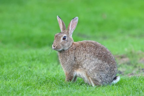 European rabbit (Oryctolagus cuniculus) foraging, sitting in a meadow, Fehmarn Island,