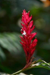 Alpinia (Alpinia purpurata), inflorescence, ornamental plant, North Rhine-Westphalia, Germany,