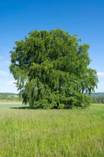Common beech (Fagus sylvatica), solitary tree standing in a meadow, blue sky, Thuringia, Germany,