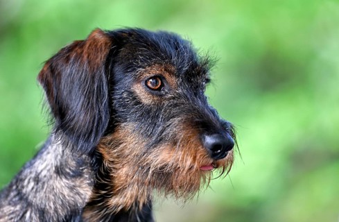 Rough-haired dachshund (Canis lupus familiaris), male, 2 years, animal portrait, Stuttgart,