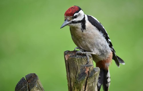 Great spotted woodpecker (dendrocopos major) on a pollarded willow tree
