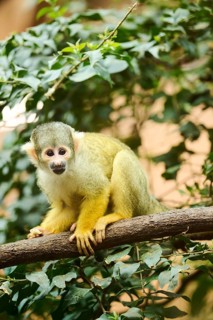 Black-capped squirrel monkey (Saimiri boliviensis) in a tree, Bavaria, Germany, Europe