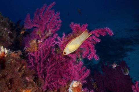 Violescent sea-whip (Paramuricea clavata) with egg capsule of nursehound (Scyliorhinus stellaris)