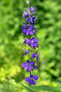 Summer knight's spur (Delphinium ajacis), Bavaria, Germany, Europe