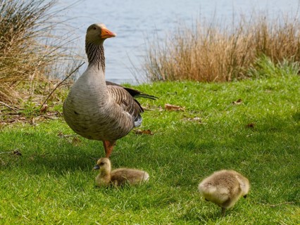 Greylag Goose (Anser anser) with chicks at Lake Vienenburg, Vienenburg, Goslar, Harz, Lower Saxony,