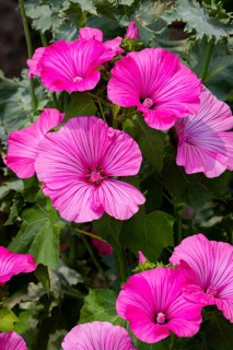 Mallow (Malva), Pink, Flowers, Ternitz, Lower Austria, Austria, Europe