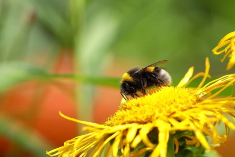 Large earth bumblebee (Bombus terrestris), on a yellow flower, Wilden, North Rhine-Westphalia,