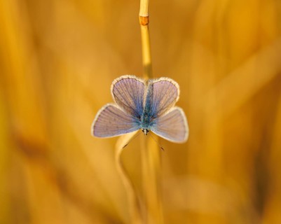 Common blue butterfly (Polyommatus icarus), Germany, Europe