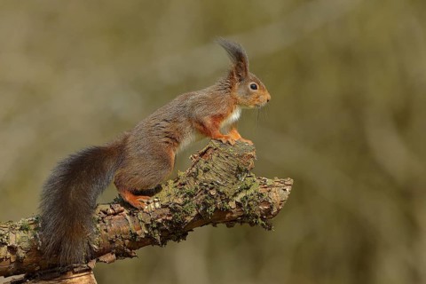 Eurasian red squirrel (Sciurus vulgaris), jumping from a branch, wildlife, Wilden, North