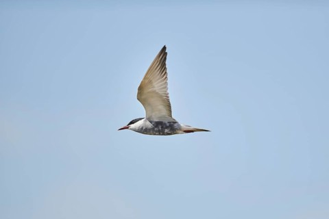 Elegant tern (Thalasseus elegans) flying in the sky above the sea, hunting, ebro delta, Catalonia,