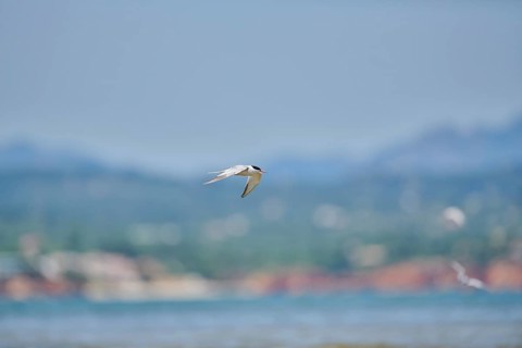 Elegant tern (Thalasseus elegans) flying in the sky above the sea, hunting, ebro delta, Catalonia,
