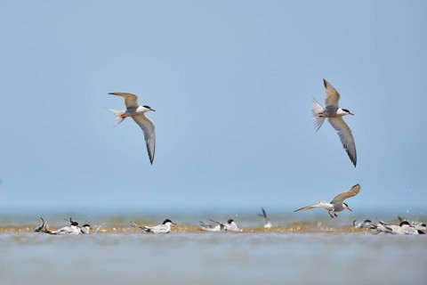 Elegant tern (Thalasseus elegans) flying in the sky above the sea, hunting, ebro delta, Catalonia,