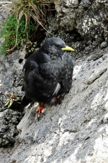 Alpine chough (Pyrrohocorax graculus), August, Bavaria, Germany, Europe