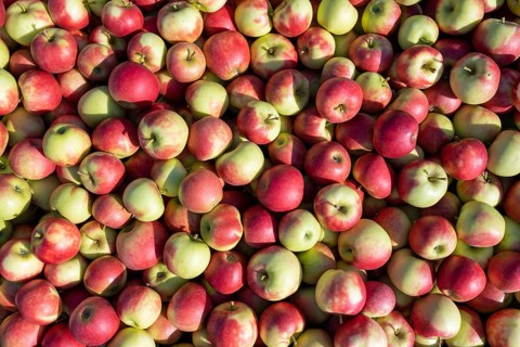 Apples of the Jonagold variety, full-size, Bodman-Ludwigshafen, Constance district,