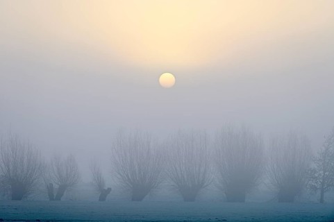 Pale sun over pollarded willows with fog, Lower Rhine, North Rhine-Westphalia, Germany, Europe