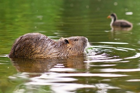 Semiaquatic rodent called, commonly known as Nutria (Myocastor Coypus), swimming in river with