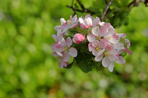 Apple tree (Malus), Wilden, North Rhine. Westphalia, Germany, Europe
