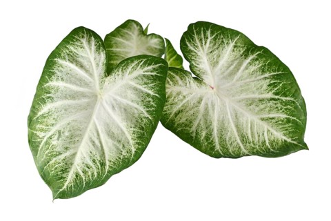 Top view of exotic 'Caladium Aaron' houseplant with large white and green leaves isolated on white