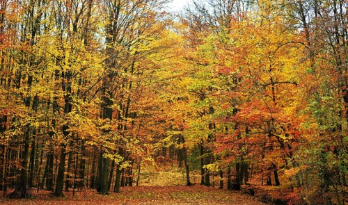 Autumn atmosphere, forest, Iserlohn, Germany, Europe