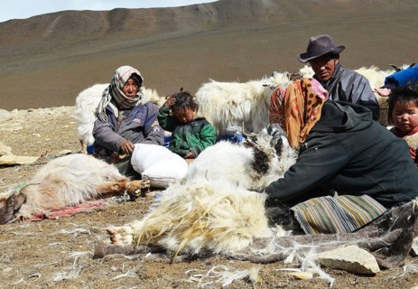 Pashmina goats
