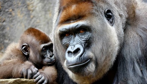 Animal portrait, A mighty gorilla in contact with a young animal, a baby gorilla, AI generated