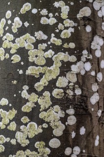 Lichens on a copper beech (Fagus sylvatica), Emsland, Lower Saxony, Germany, Europe