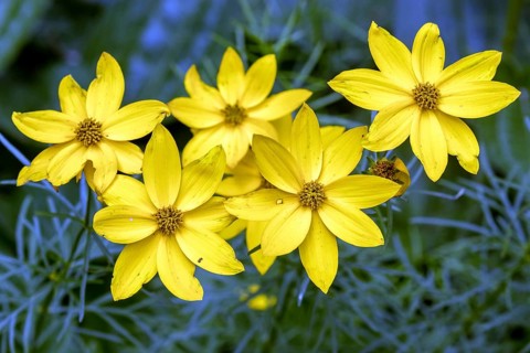 Pseudo whorled girl's eye (Coreopsis verticillata), flower, Baden-Württemberg, Germany, Europe