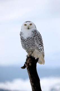 Snowy owl (Nyctea scandiaca), snowy owl, adult, alert, perch, winter, snow, Bohemian Forest, Czech